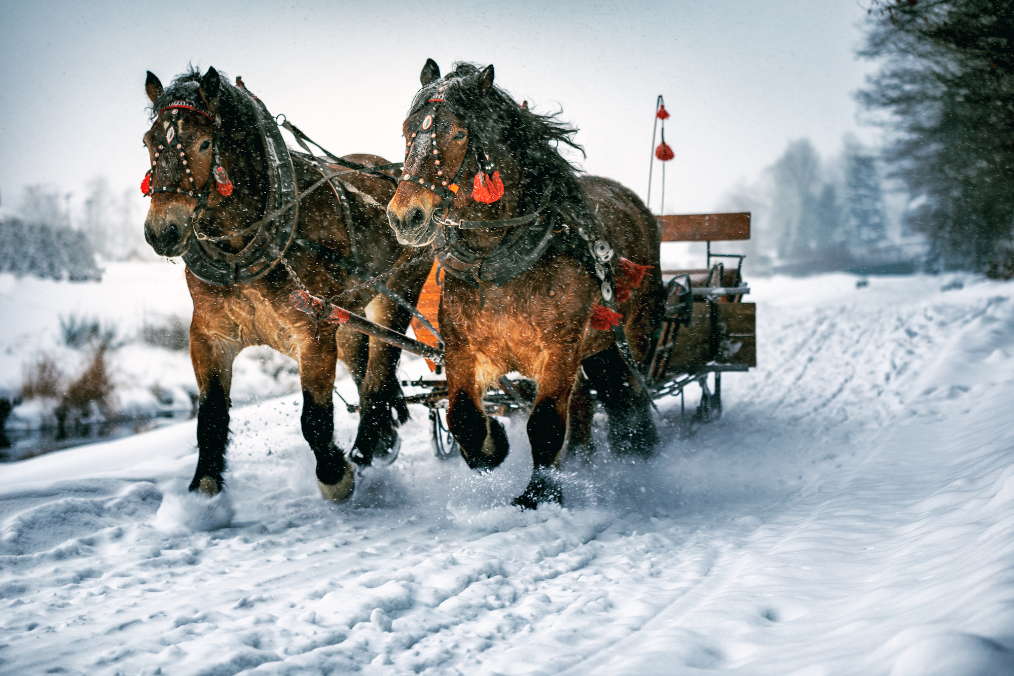 Horse-drawn sleigh ride to the Brigglhof