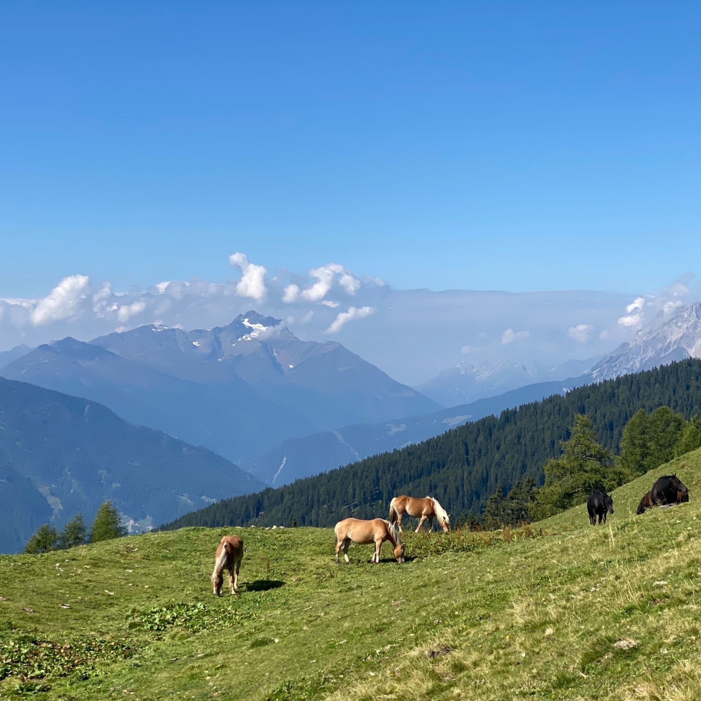 3*** Mutzkopf Schwarzsee & Grünsee | Wanderung mit Benni - kostenlose Führung
