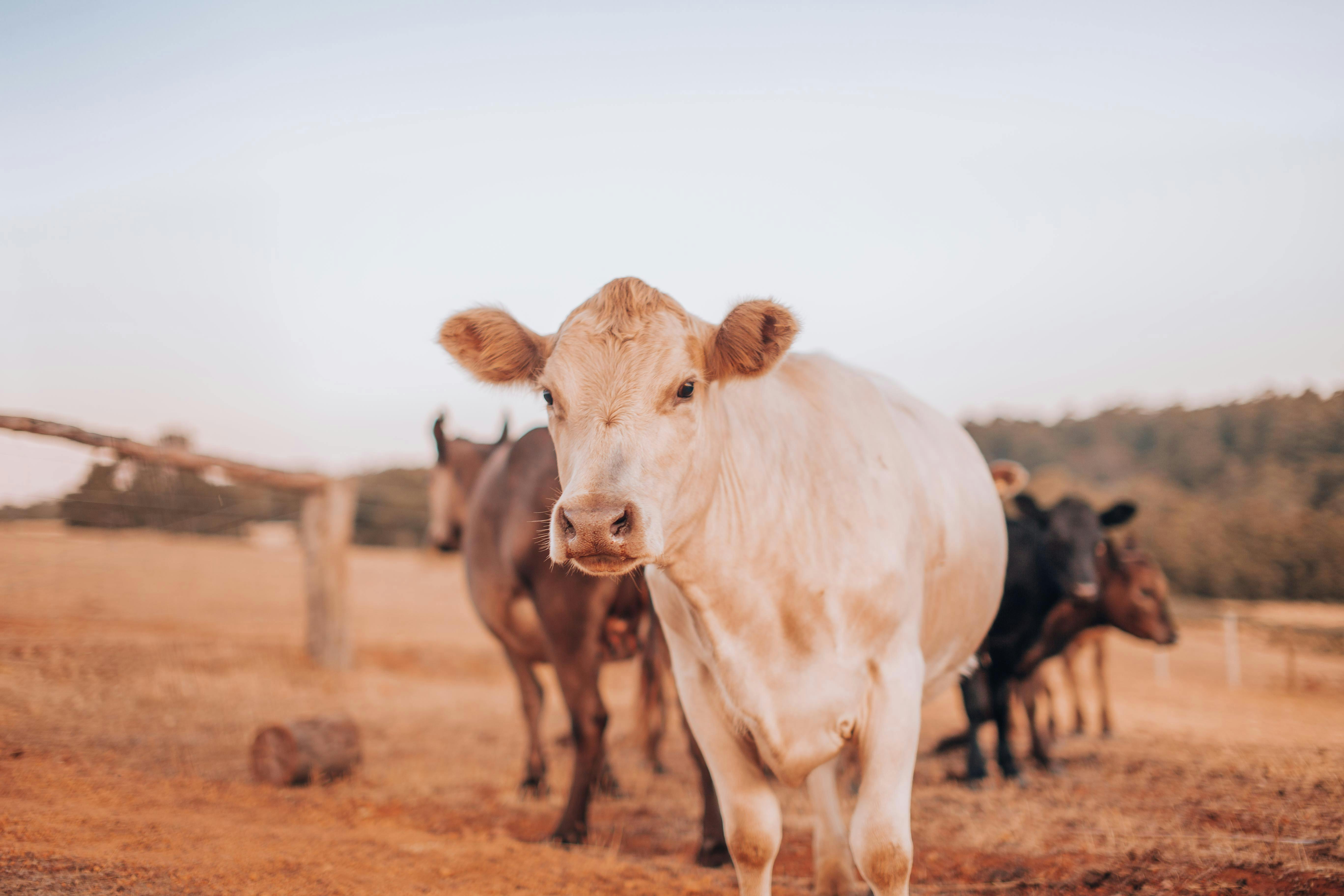 Livestock Auction Marana