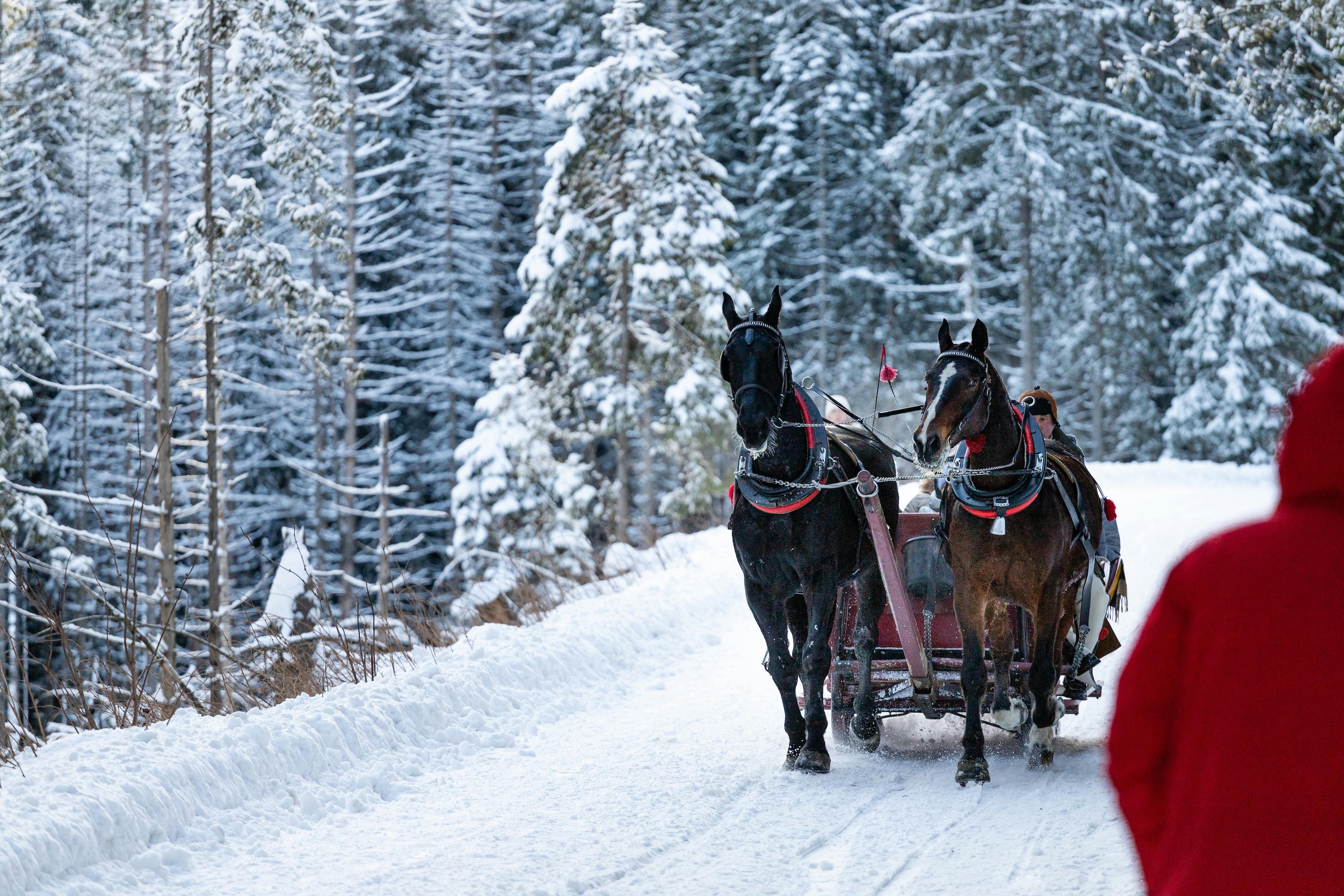Winter horse-drawn sleigh ride through the Kleinarl Valley