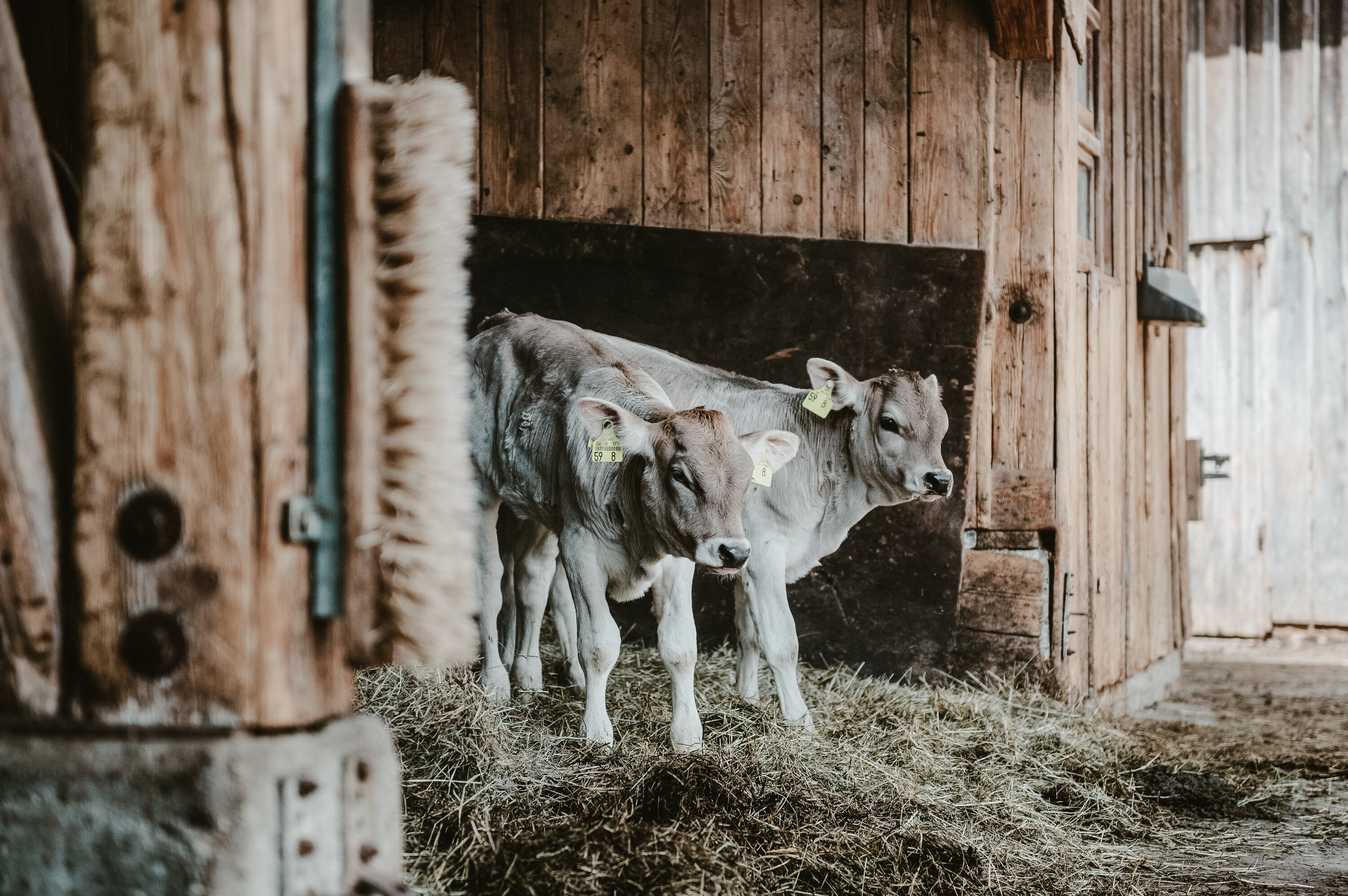 Guided tour of the Naturhof Miller farm with Sepp