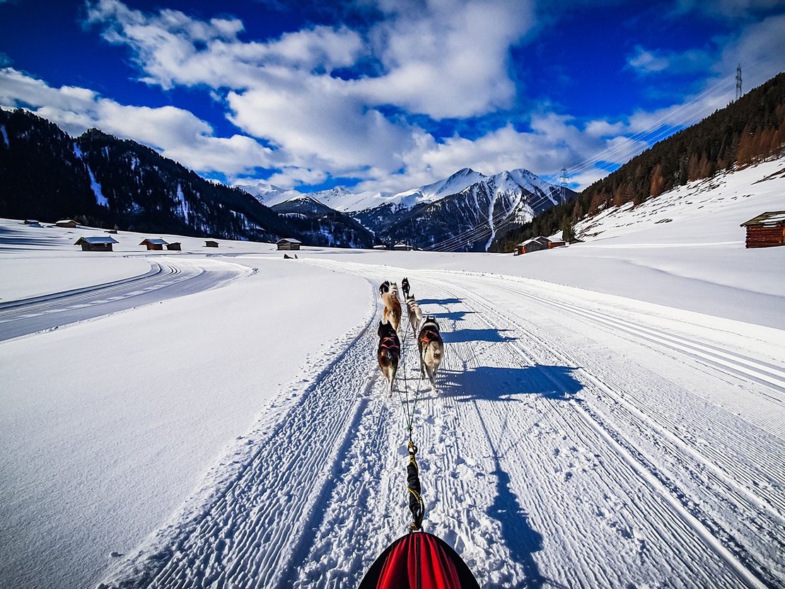 Husky Experience in Tirol