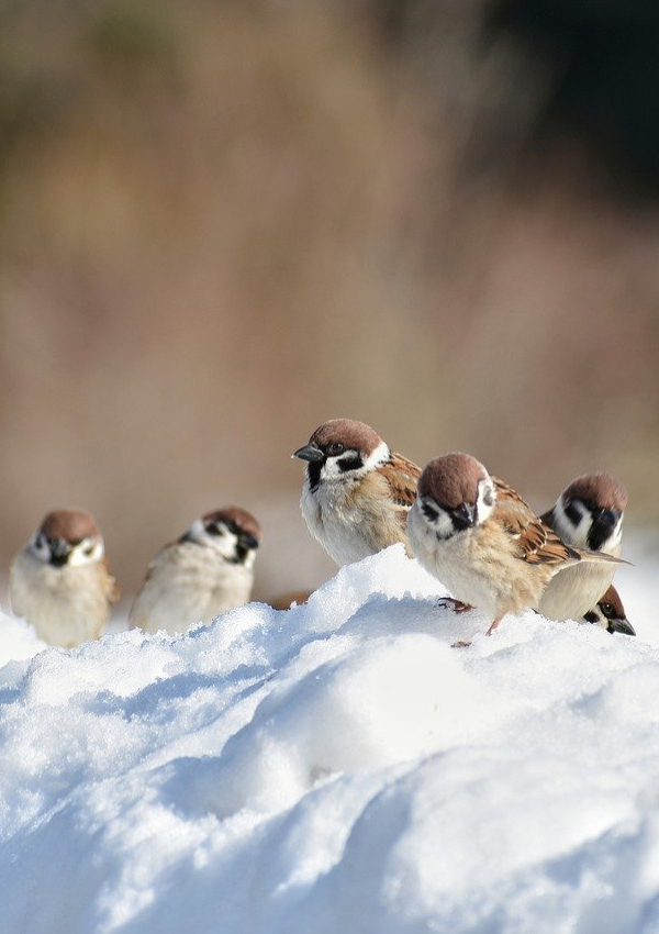Winter protected areas in the Ammergau Alps Nature Park