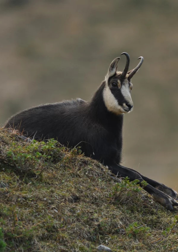 Gemeinde Wanderung Allgäu Big Five Gamsbeobachtung f9bad219-02af-471c-9234-e371257248c8.jpeg