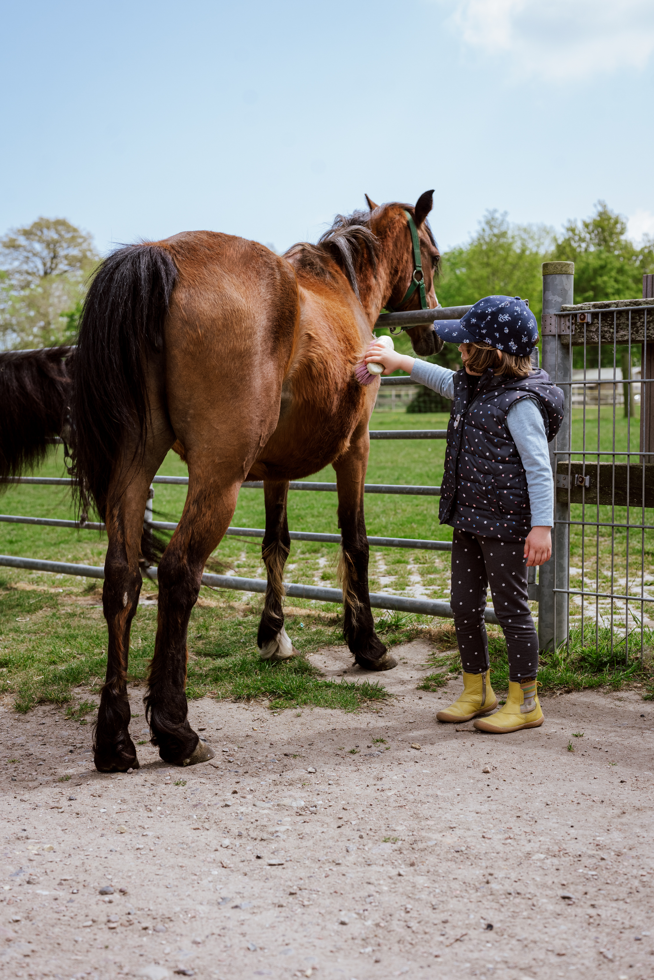 Horse happiness for young and old - experience nature with a sea view