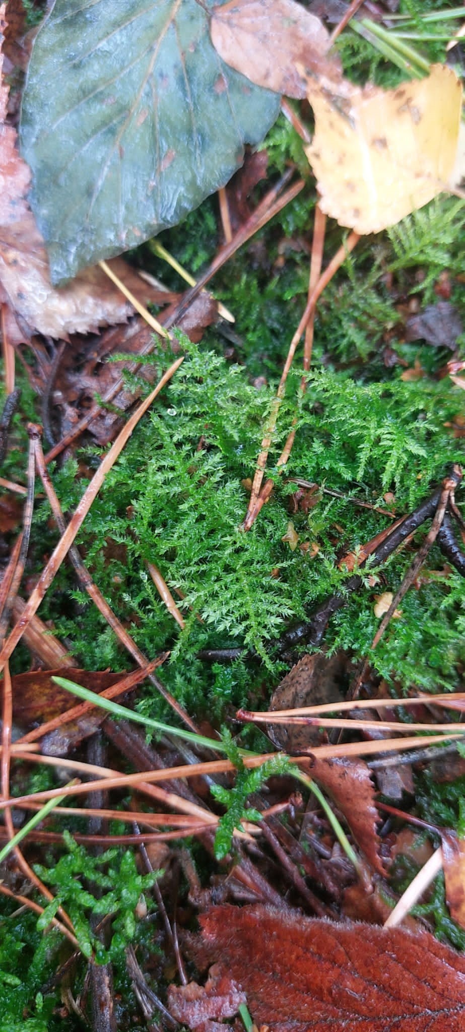 Forest bathing