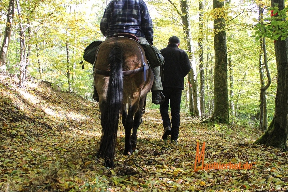 Trekking mit Maultieren
