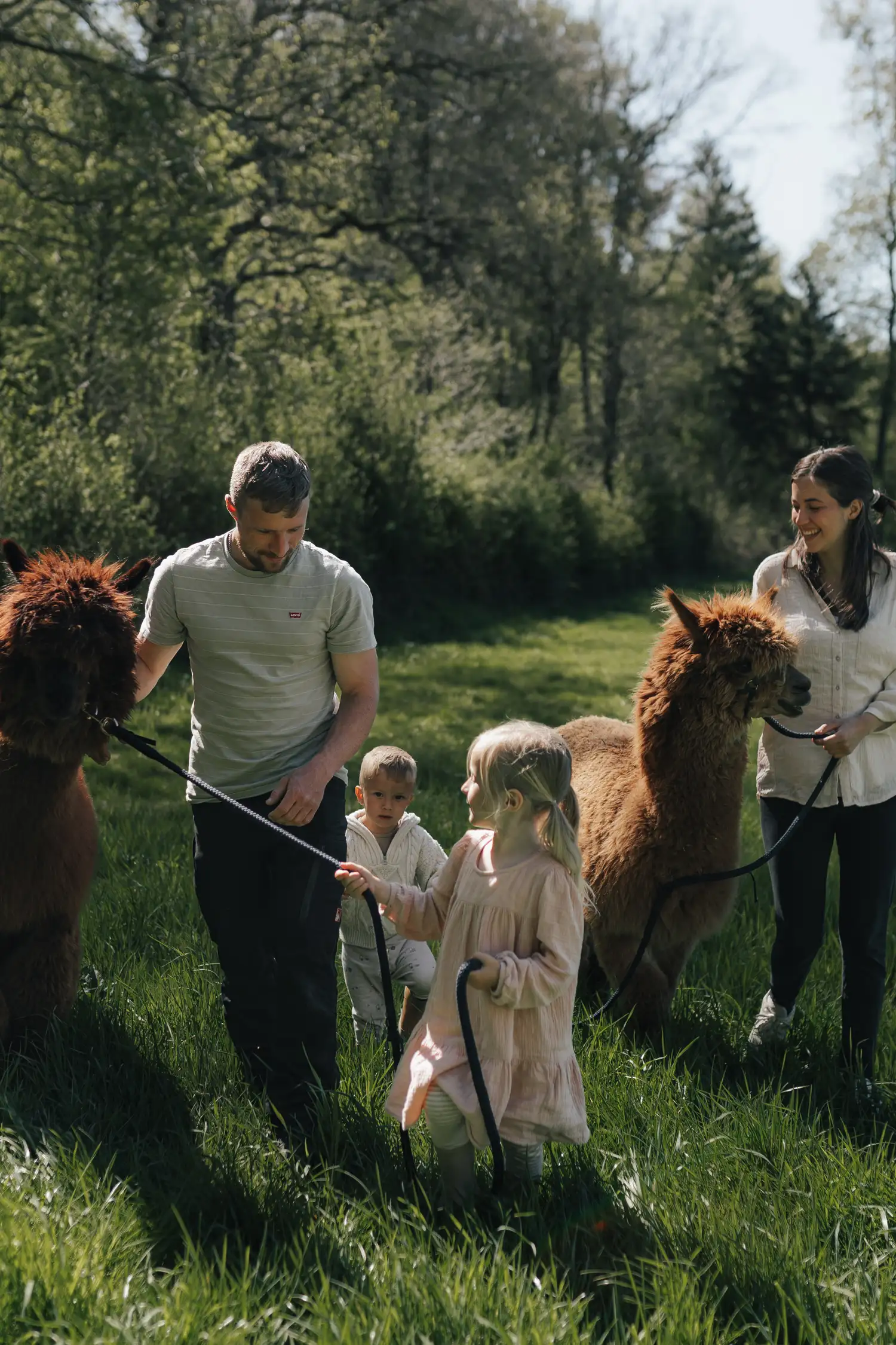 Alpaca hike