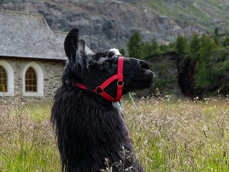 Llama meets culture - trekking tour "Montani Round"