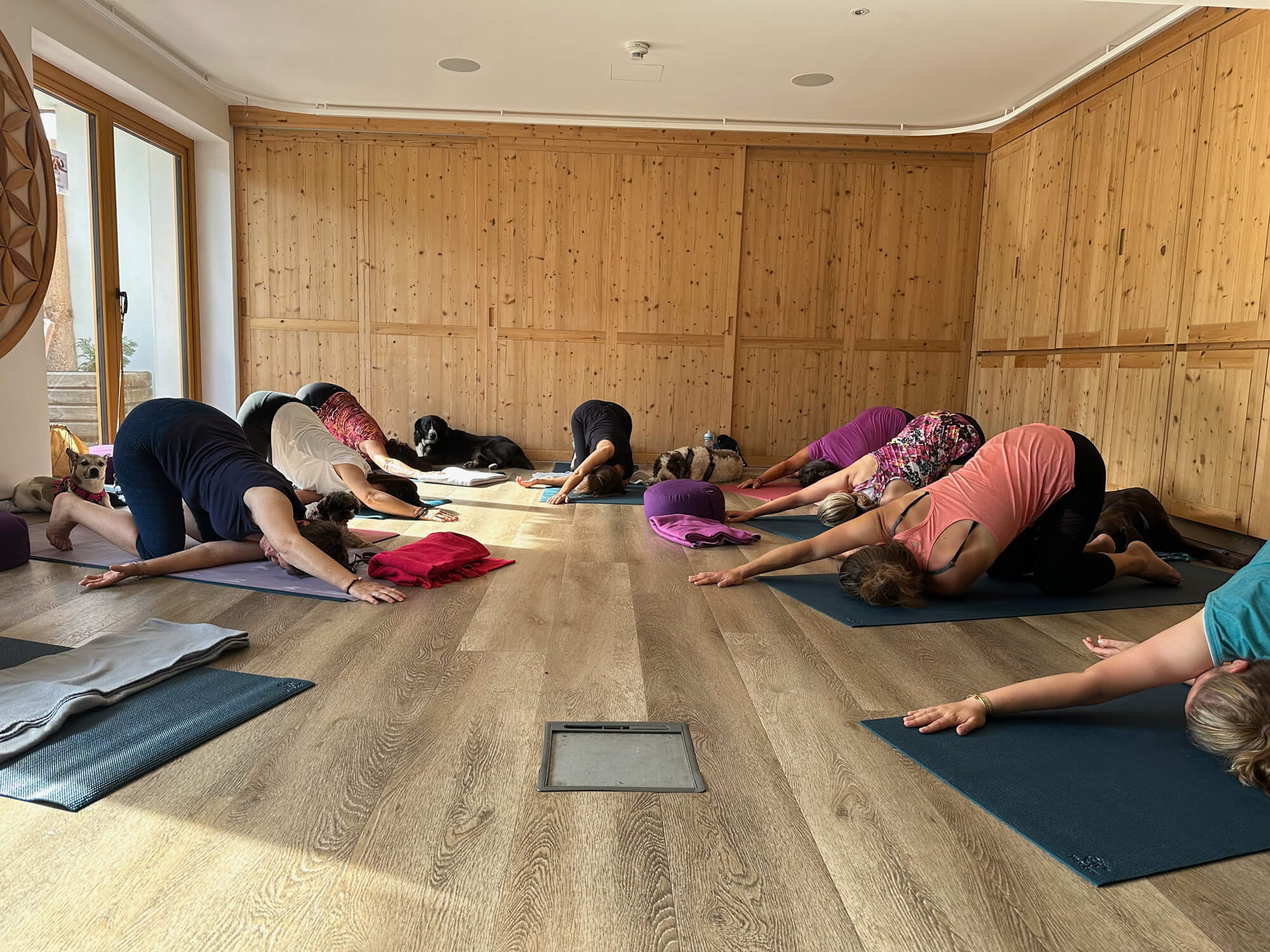 Qi Gong, yoga & meditation with dogs