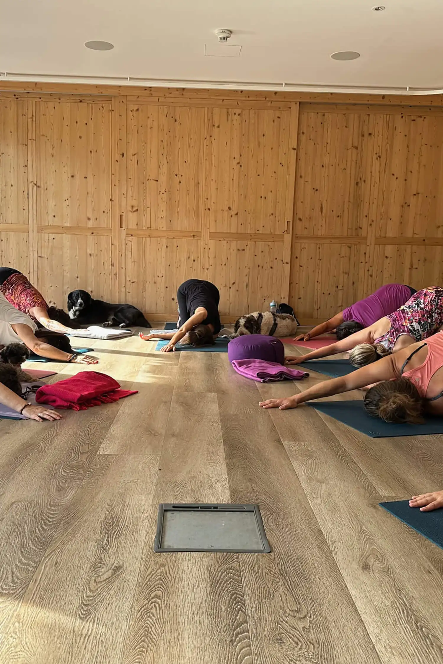 Qi Gong, Yoga & Meditation mit Hund 