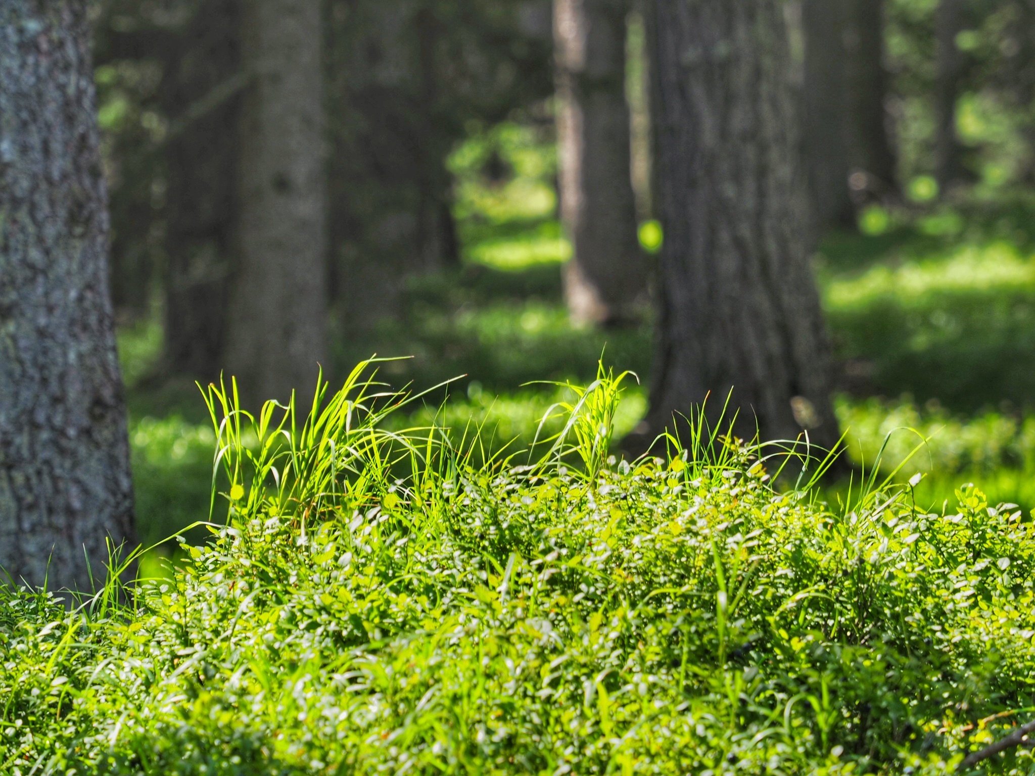 "Meditation im Wald" mit Richard *