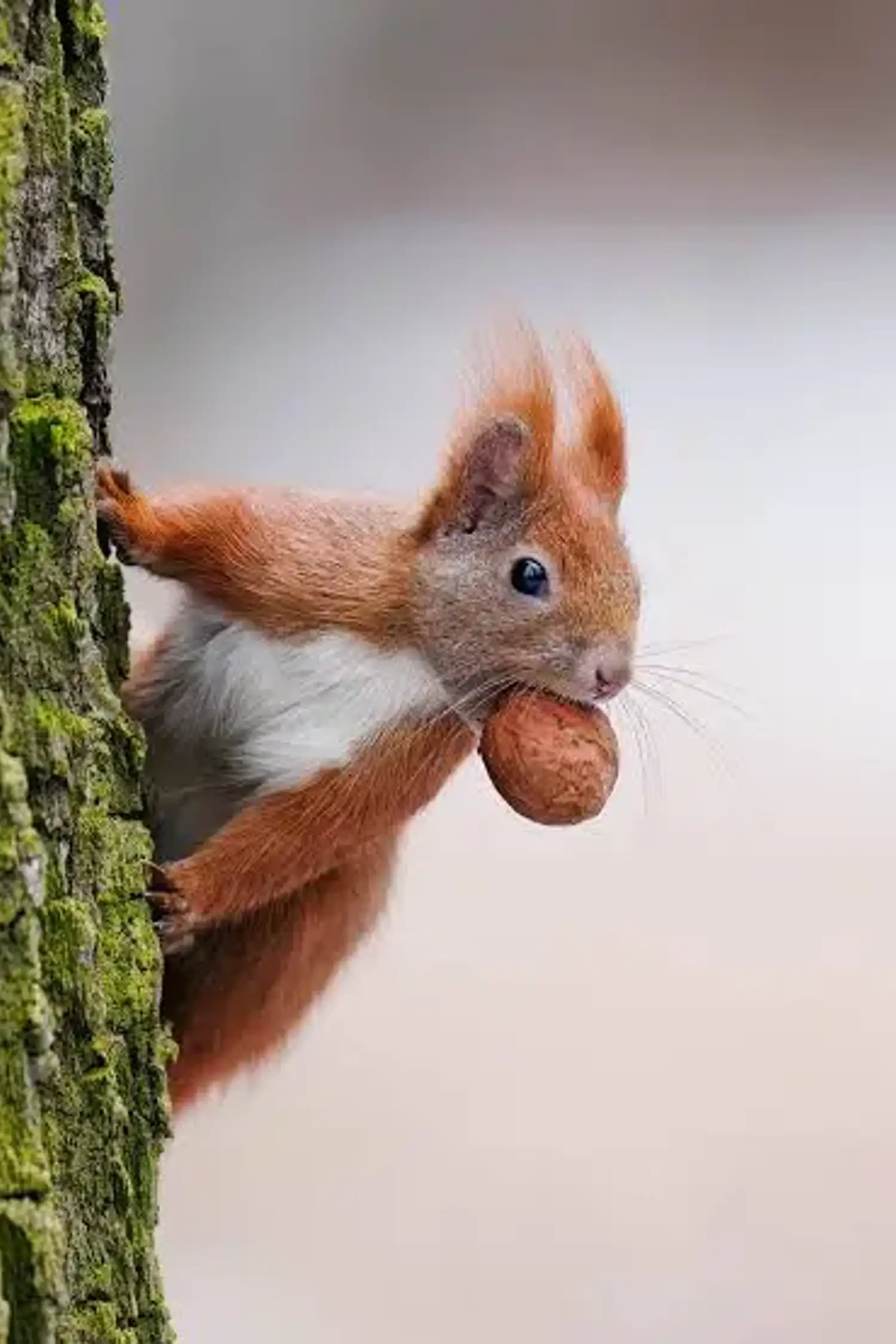 KUNOS KIDS CLUB - 🗺️ Lio's nut hunt - search & find 20 nuts