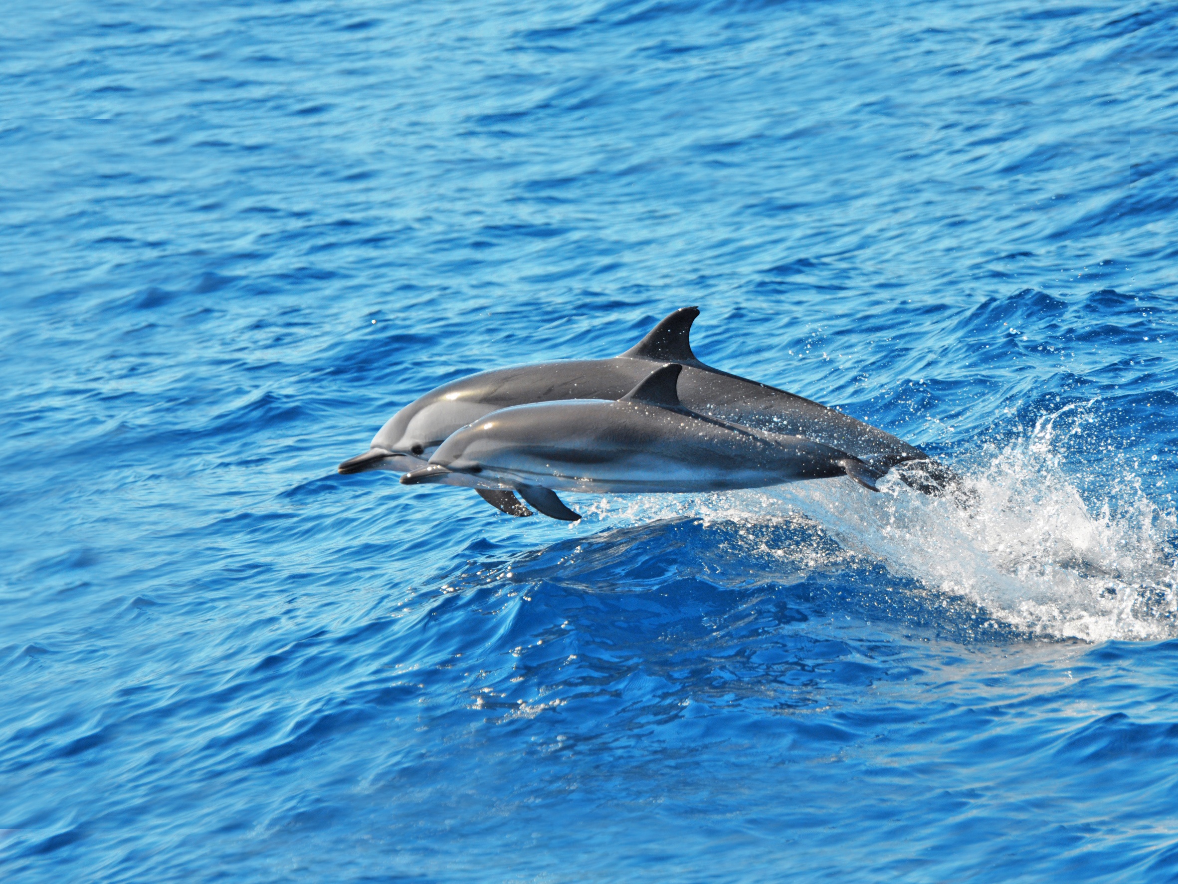 Dolphin Search (Speedboot)